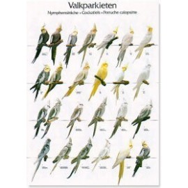 Valkparkieten