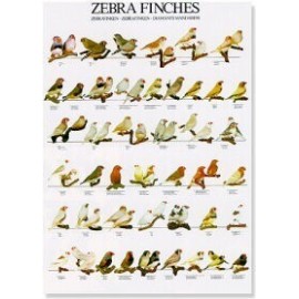 Zebravinken