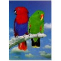 Queensland eclectus parrots