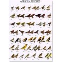 African finches 1