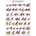 African finches 2