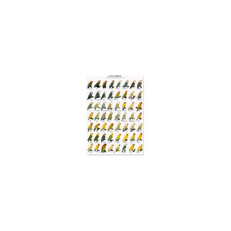 Afrikanischer Finken 2