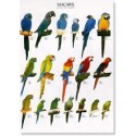 Macaws