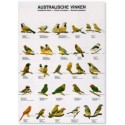 Australian finches