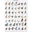 Pigeons part 1