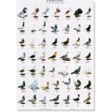 Pigeons part 2
