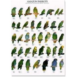 Amazon Parrots