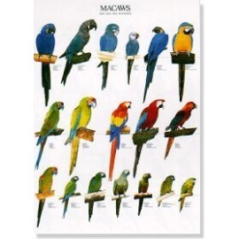Amazon Parrots