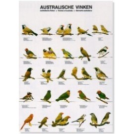 Australische vinken