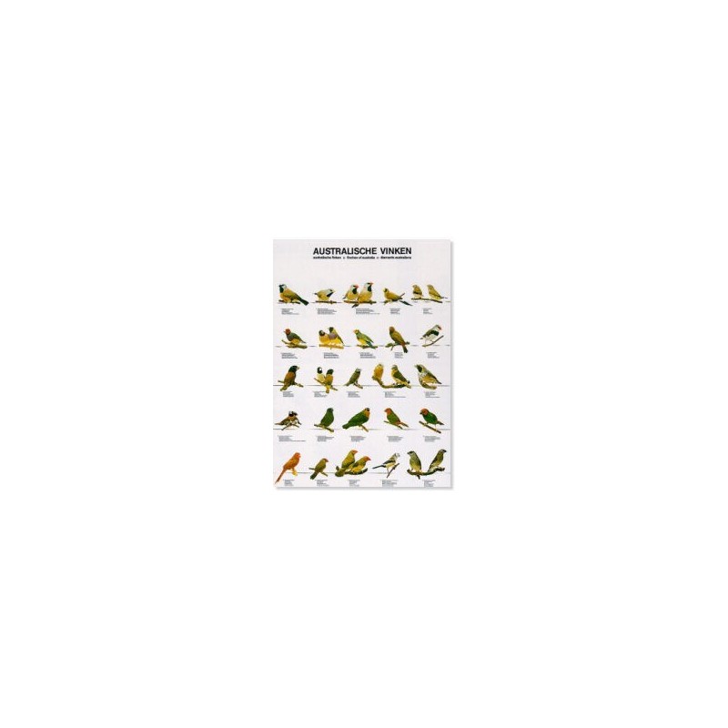 Finches of Australia
