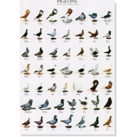 Finches of Australia