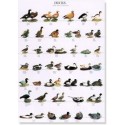 Ducks part 2