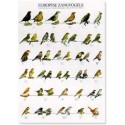 European singing birds