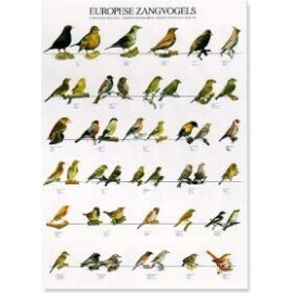 Europese zangvogels