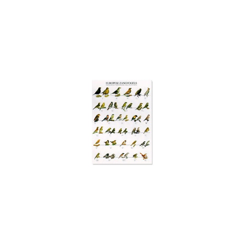 Europese zangvogels