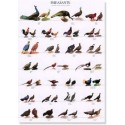 Pheasants Part 1