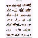 Pheasants Part 2