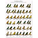 Gouldian finches