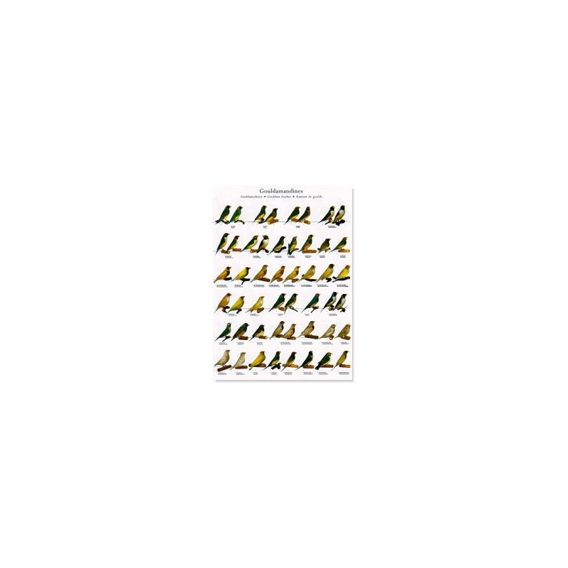 Gouldamadines