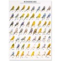 Budgerigars