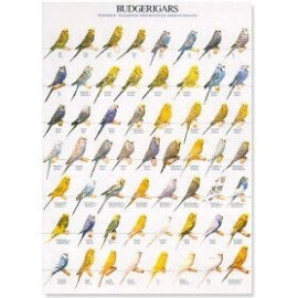 Gouldian finches