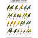 Ring necked parakeets