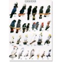Cockatoos