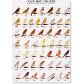 Kleurkanaries deel 1