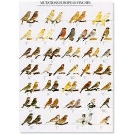 Mutaties europese vinken