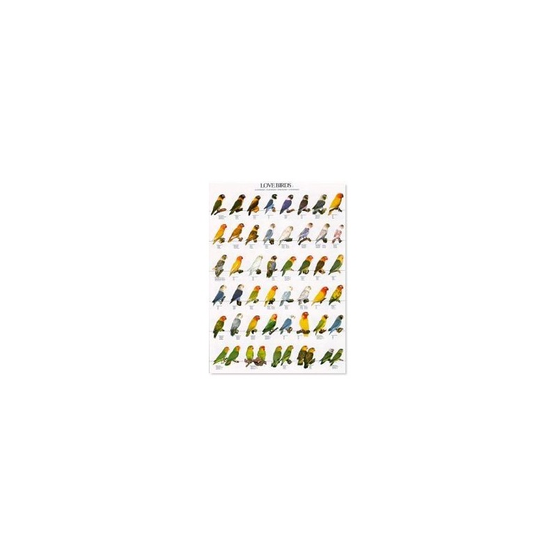 Agaporniden 2