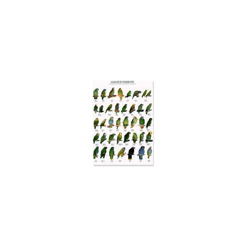 Amazon Parrots