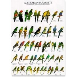 Australian Parakeets