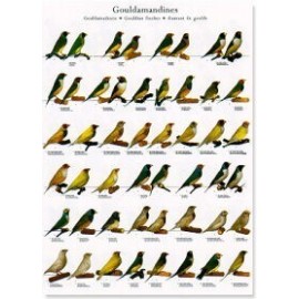 Scarlet macaws, large