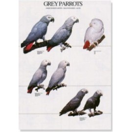 Grijze roodstaart papegaaien