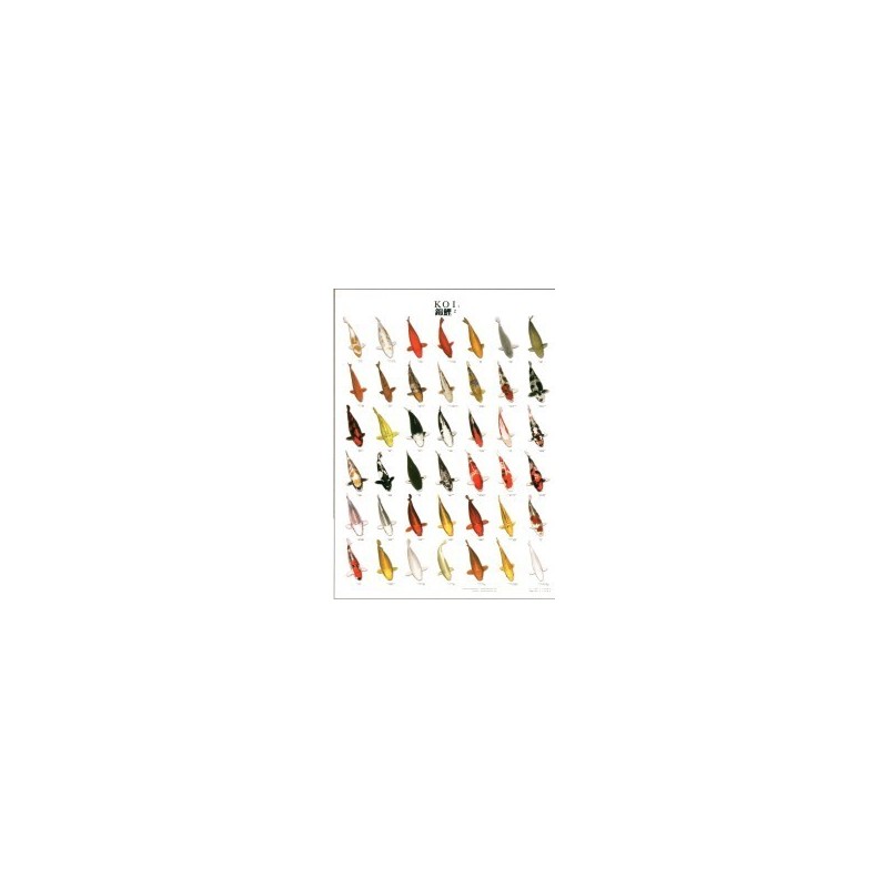Koi 2