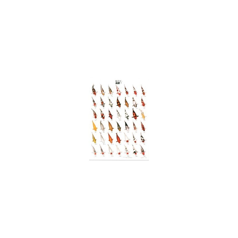 Koi 3