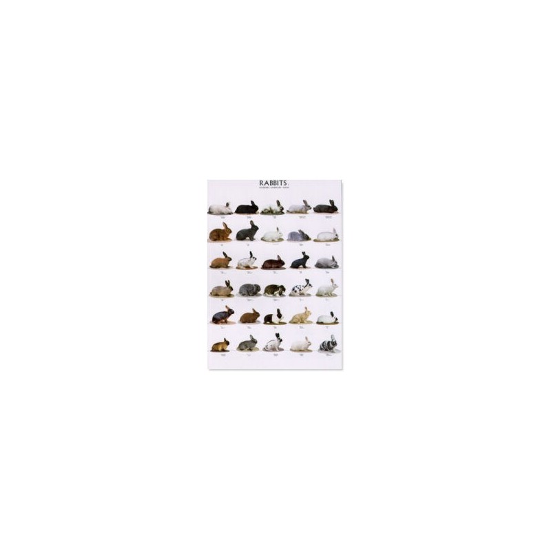 Small Rodents 2