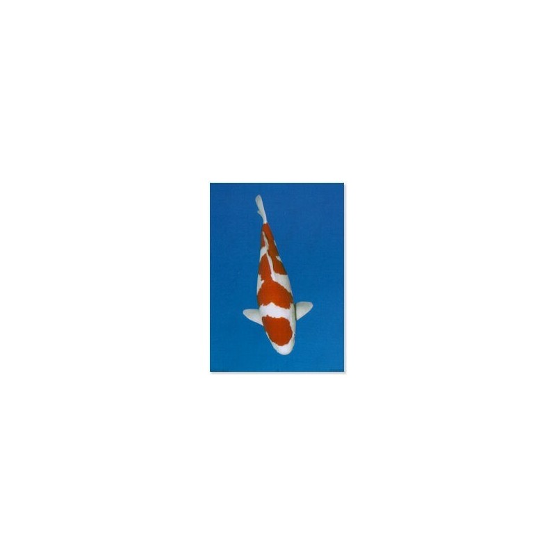 Koi (Kohaku)