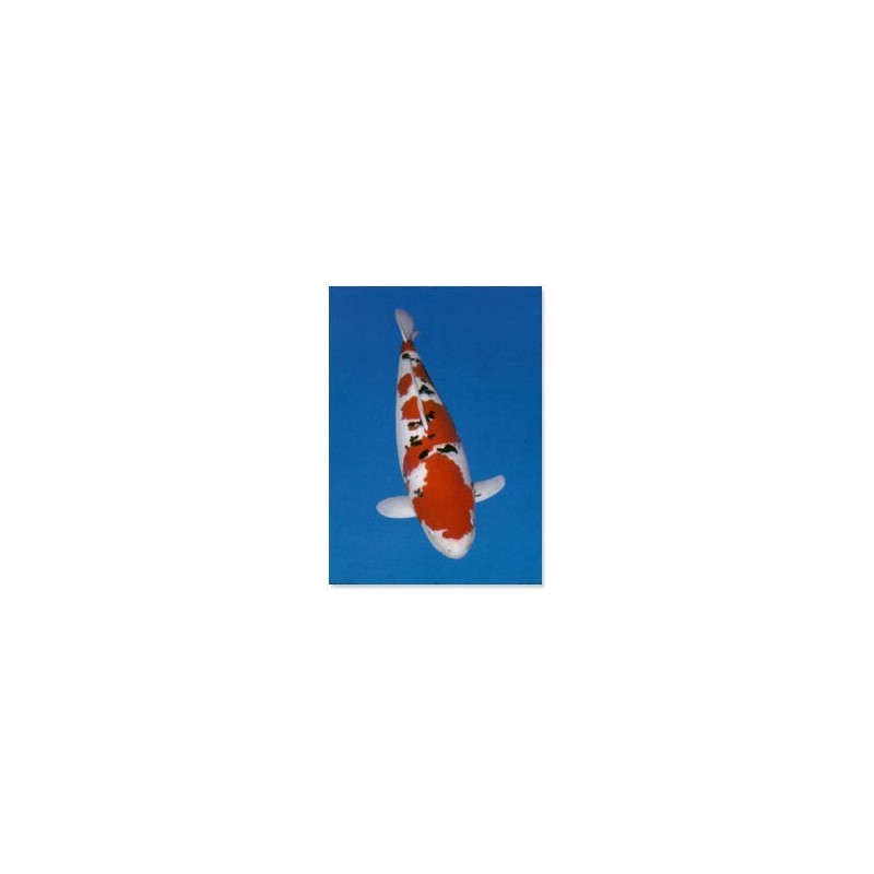 Koi (Sanke)