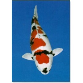 Koi (Showa)