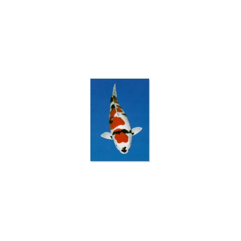 Koi (Showa)