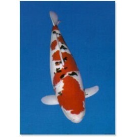 Koi (Sanke)