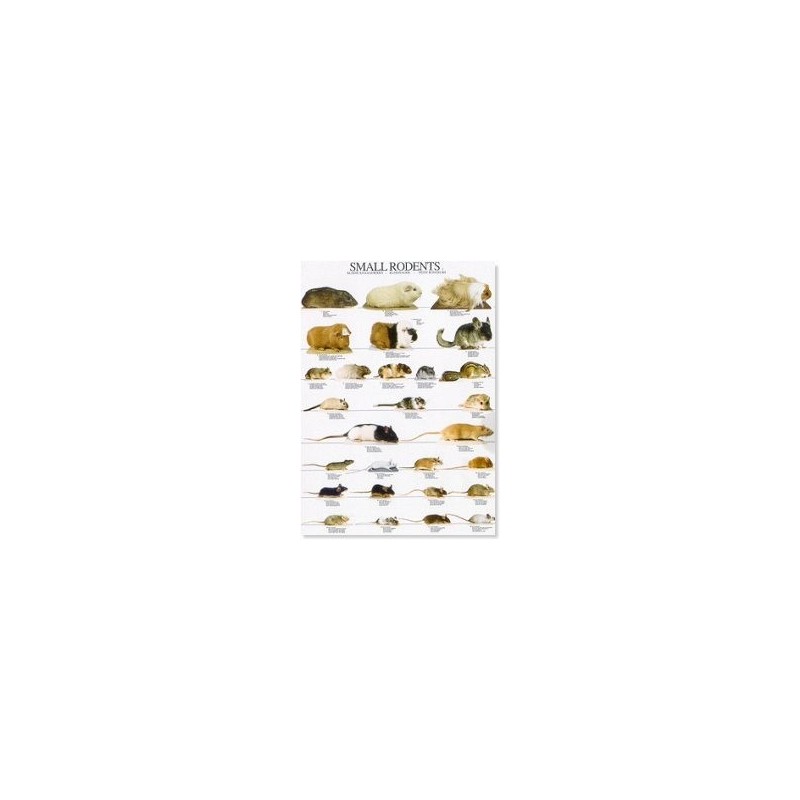 Small Rodents 1