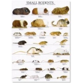Small Rodents 2