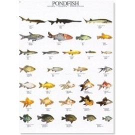 Pondfish