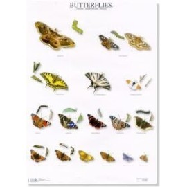 Butterflies 1