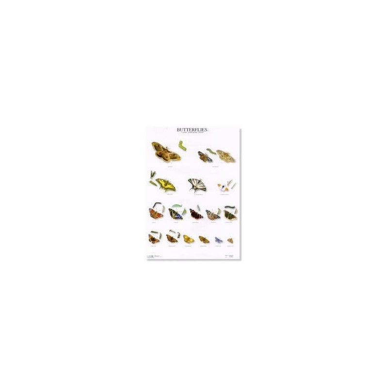 Butterflies 1