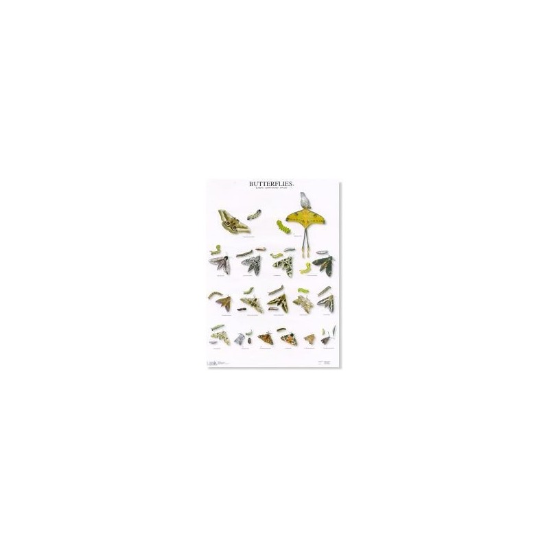 Butterflies 2