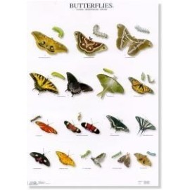 Butterflies 4