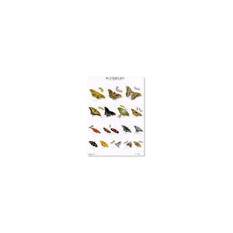 Butterflies 4